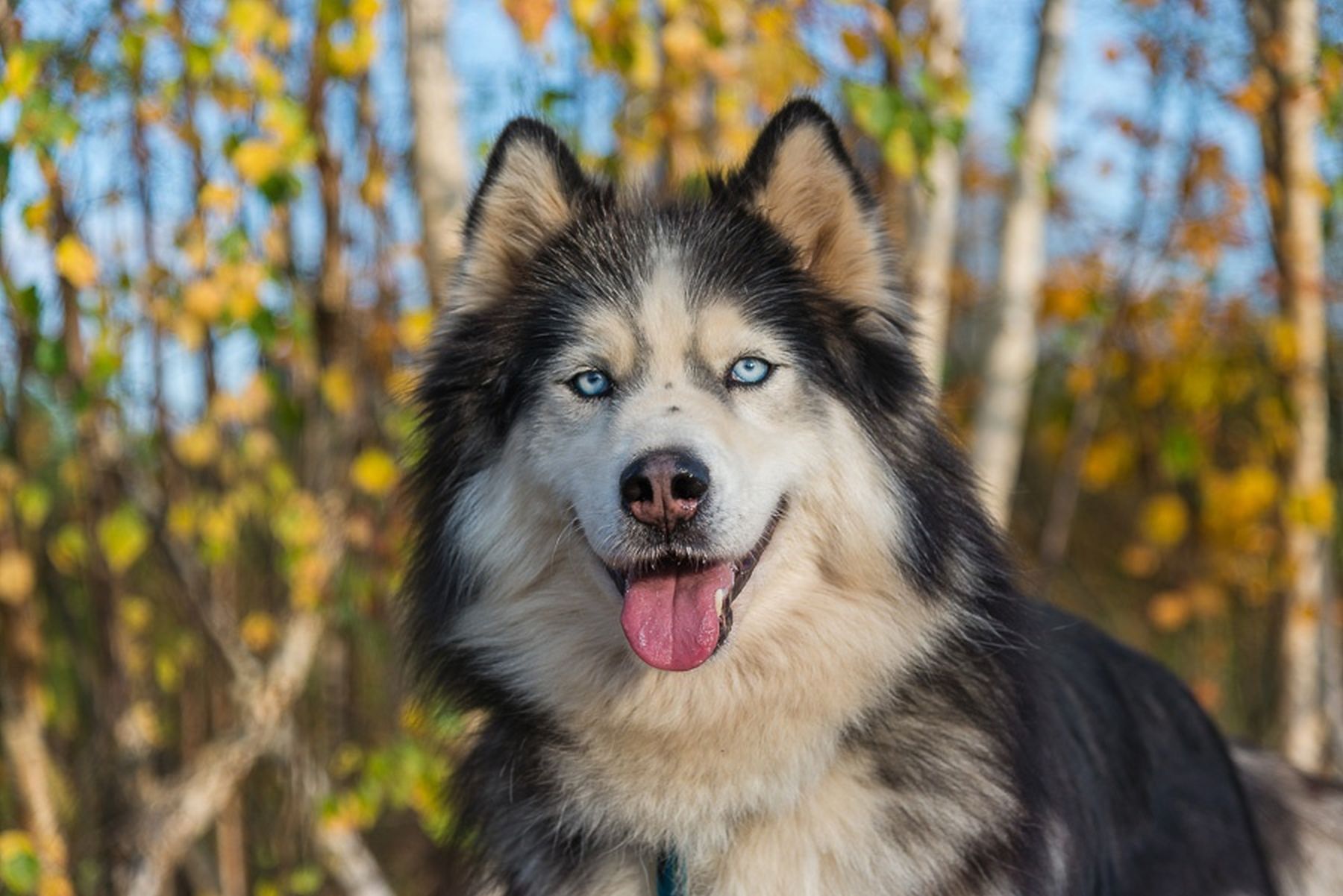 Зов Севера. Коллекция Приключений – детская программа, Костромская обл., Нейский р-н. Путевки на детские программы на 2026 год, фото программы 6