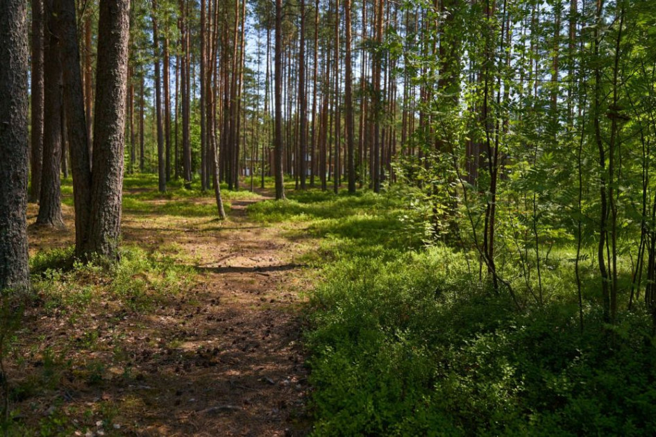 12К. Осенний лагерь Уверенность в себе – образовательный лагерь, Ленинградская обл., Всеволожский р-н. Путевки в детский лагерь на 2026-2027 год, фото размещения 8