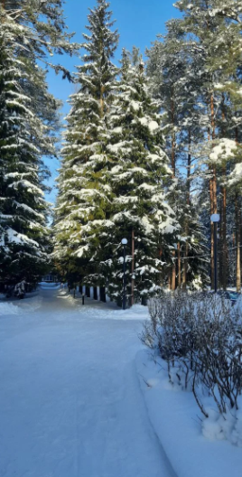 Подростково-детский творческий центр и лагерь Киноки. База Силандэ – творческий лагерь, Ленинградская обл., Всеволожский р-н. Путевки в детский лагерь на 2026 год, фото размещения 8