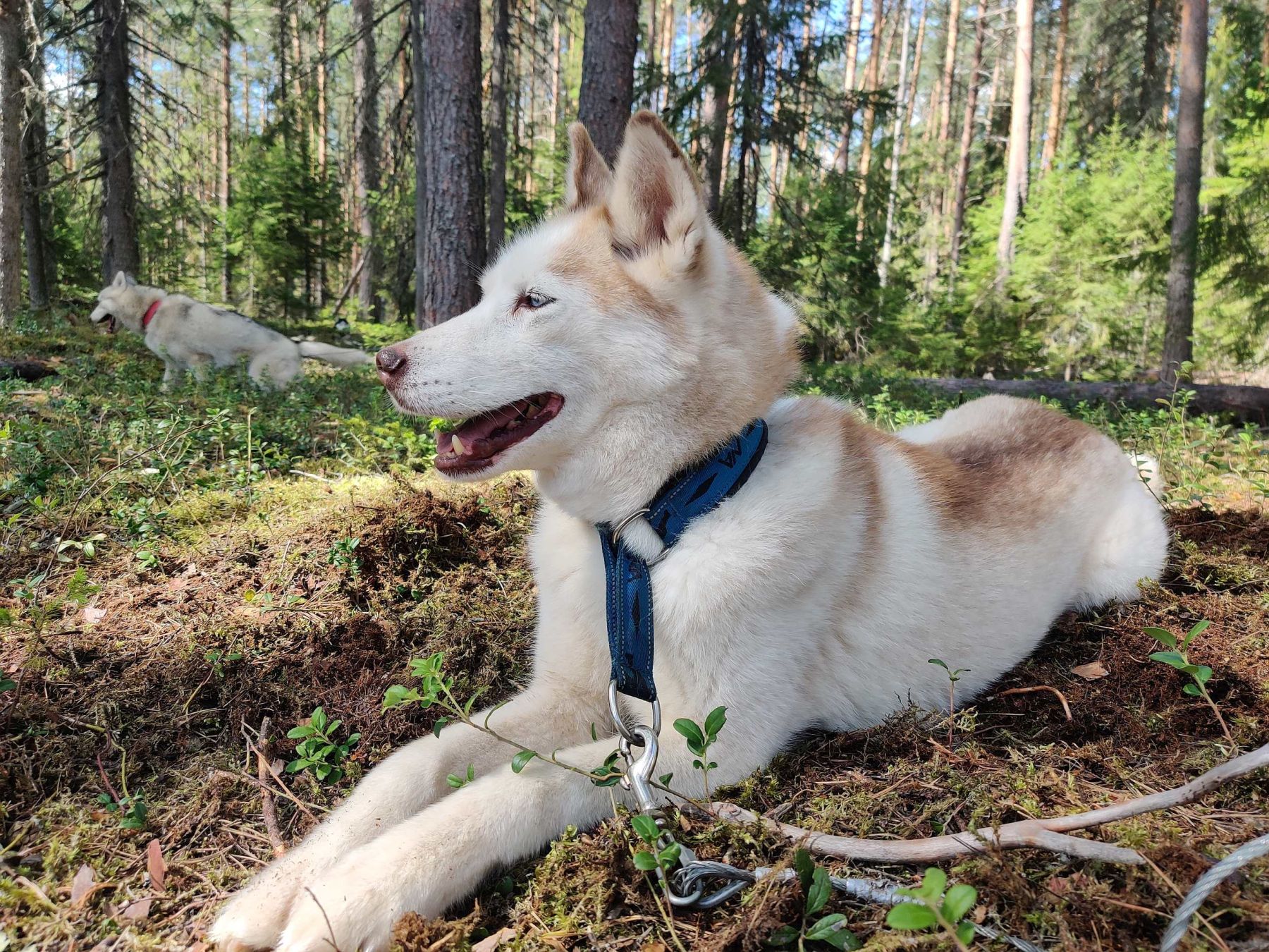 Зов Севера. Коллекция Приключений – детская программа, Костромская обл., Нейский р-н. Путевки на детские программы на 2026 год, фото программы 3