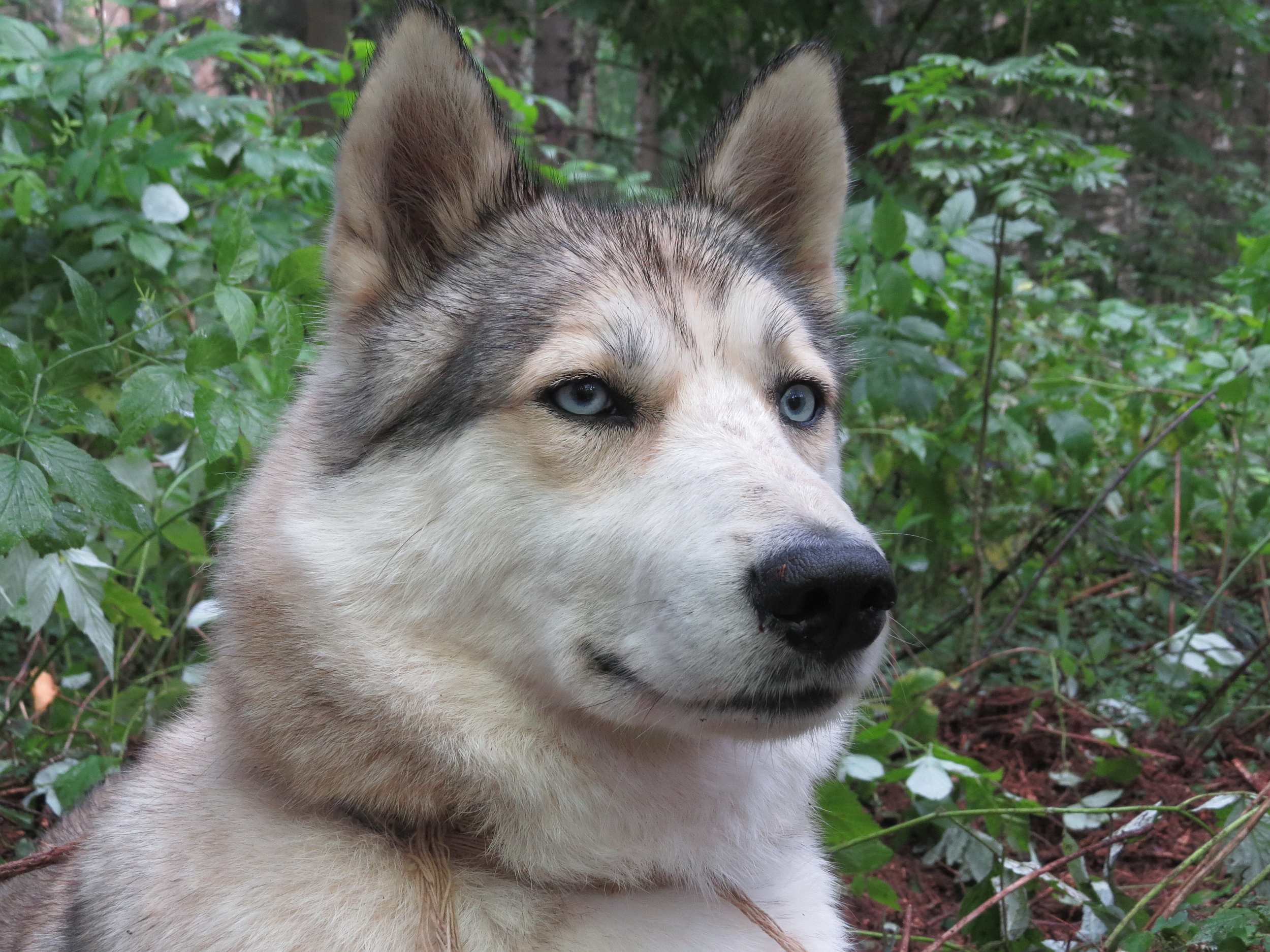 Зов Севера. Летняя стоянка. Коллекция Приключений – туристический лагерь, Костромская обл., Судиславский р-н. Путевки в детский лагерь на 2026 год, фото программы 3