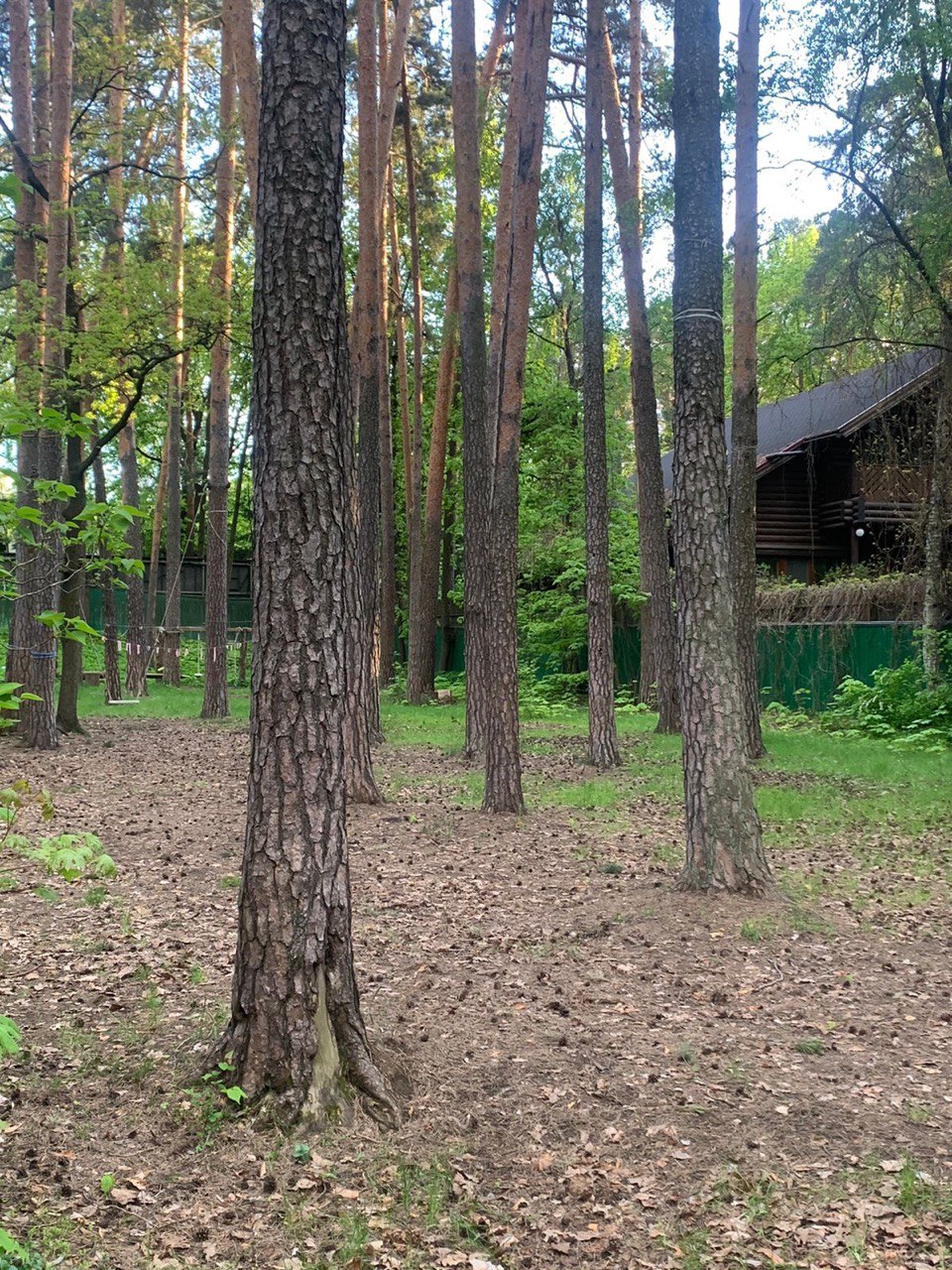 Baby Bilingual – детская программа, Москва, 3 локации. Путевки на детские программы на 2026 год, фото размещения 8