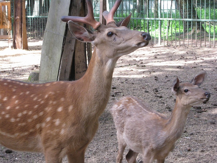 Новая стихия – спортивный лагерь, Московская обл., Одинцовский р-н. Путевки в детский лагерь на 2025-2026 год, фото размещения 8