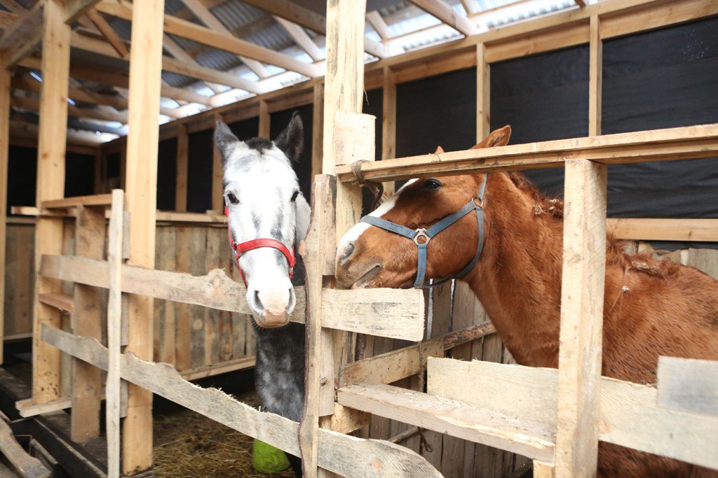 «Ранчо Доброконь» – конный лагерь в Подмосковье зимой, фото 4