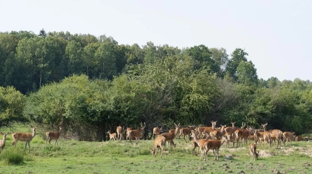 Каникулы в Хогвартсе – детская программа, Калининградская обл., Сосновка. Путевки на детские программы на 2026 год, фото размещения 3