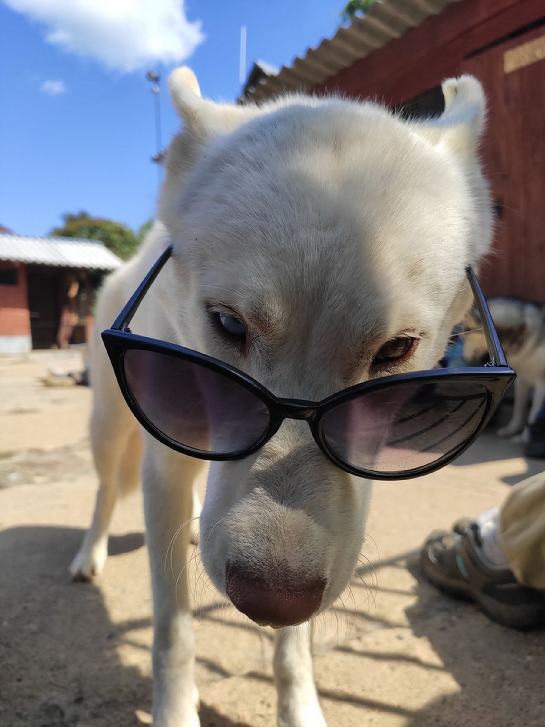 Зов Севера. Верное сердце. Коллекция приключений – детская программа, Костромская обл., Литвиново. Путевки на детские программы на 2026 год, фото программы 8