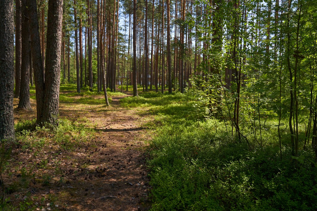 12К. Психологический лагерь – творческий лагерь, Ленинградская обл., Всеволожский р-н. Путевки в детский лагерь на 2026 год, фото размещения 9