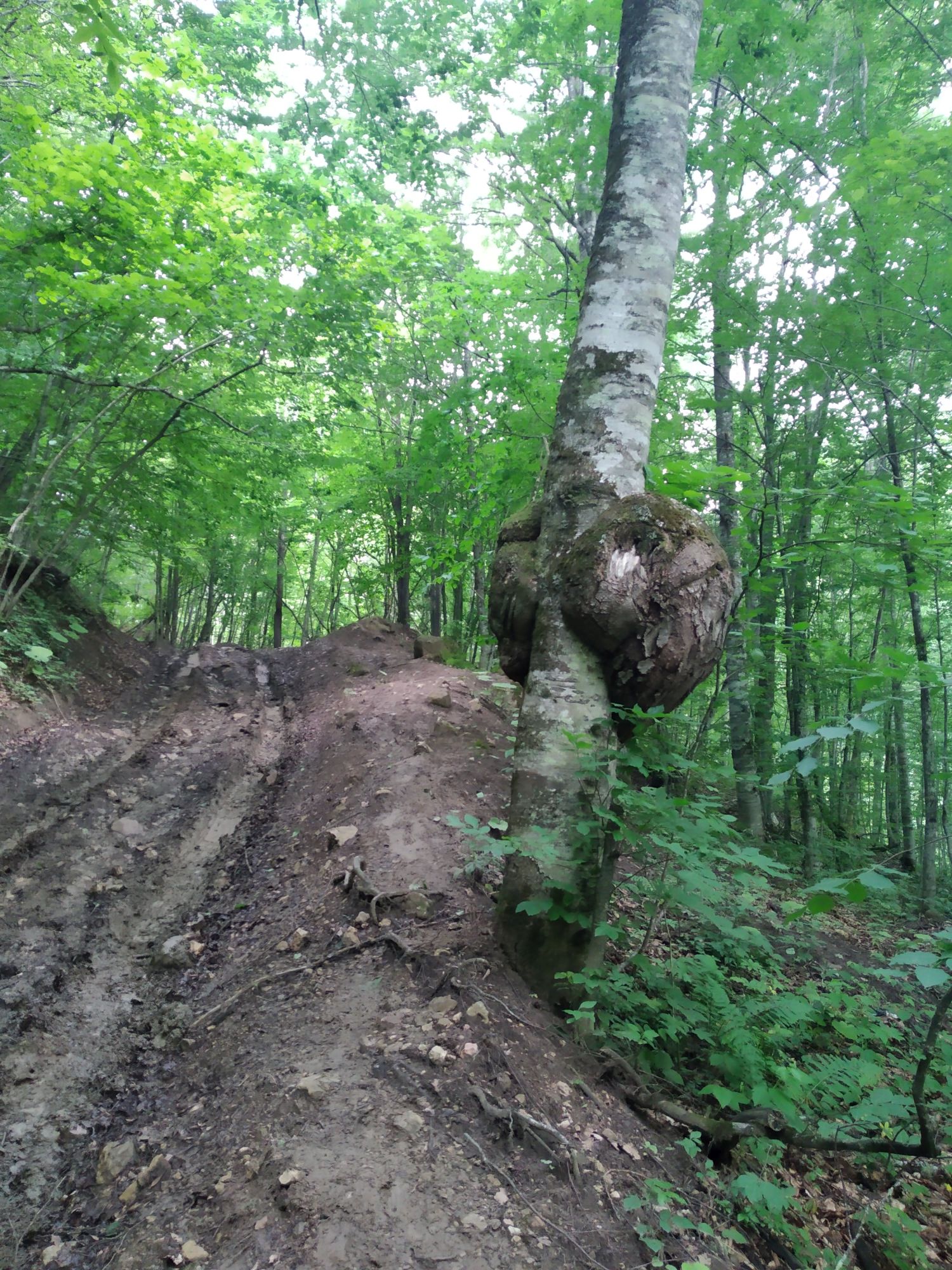 Экстрим-лагерь Отец и сын. Адыгея – семейный лагерь, Республика Адыгея, Каменномостский район. Путевки в детский лагерь на 2026 год, фото программы 10