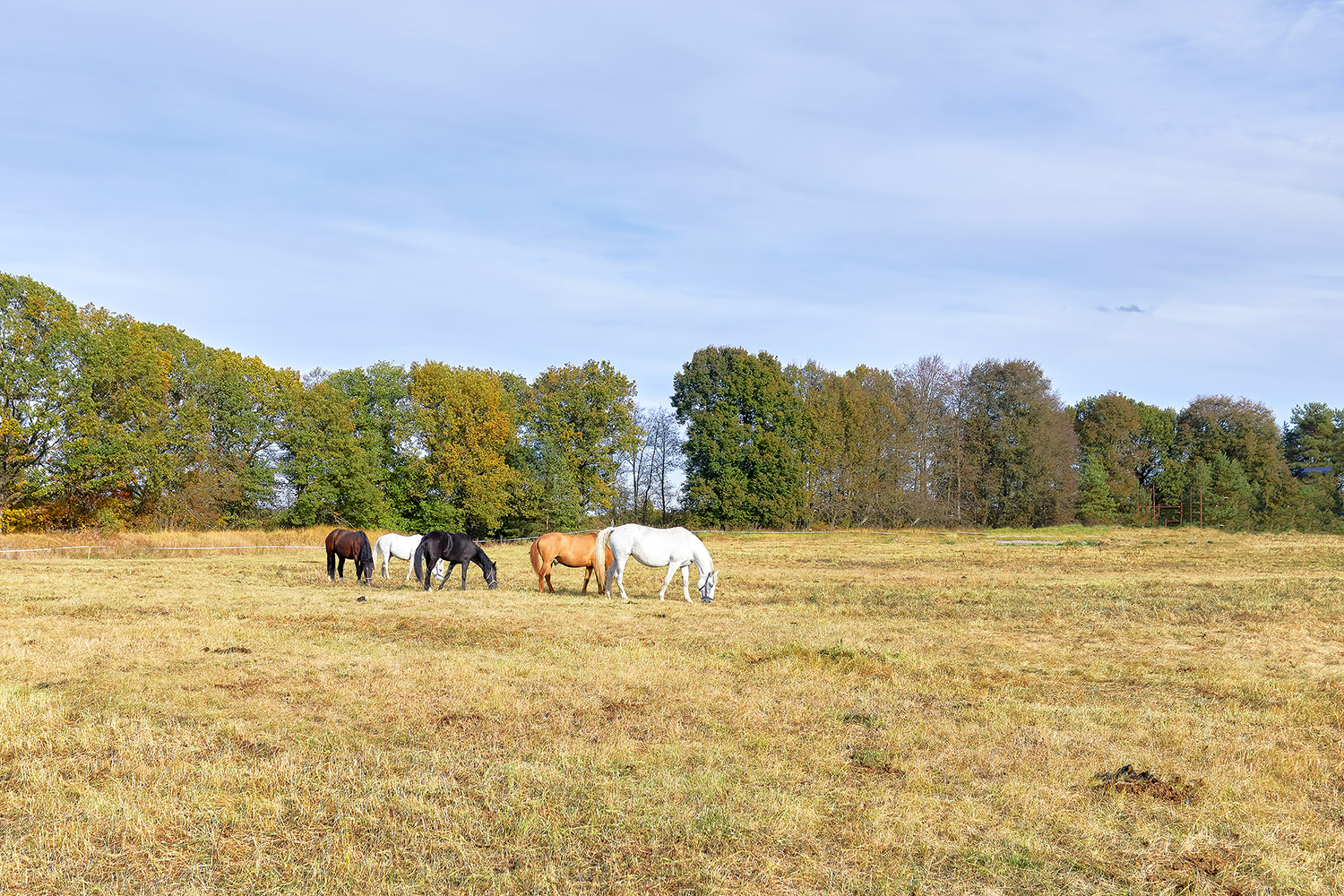 Английский языковой лагерь EgoRound English Detox в усадьбе Богдарня – языковой лагерь, Владимирская обл., Петушинский р-н. Путевки в детский лагерь на 2026 год, фото размещения 4