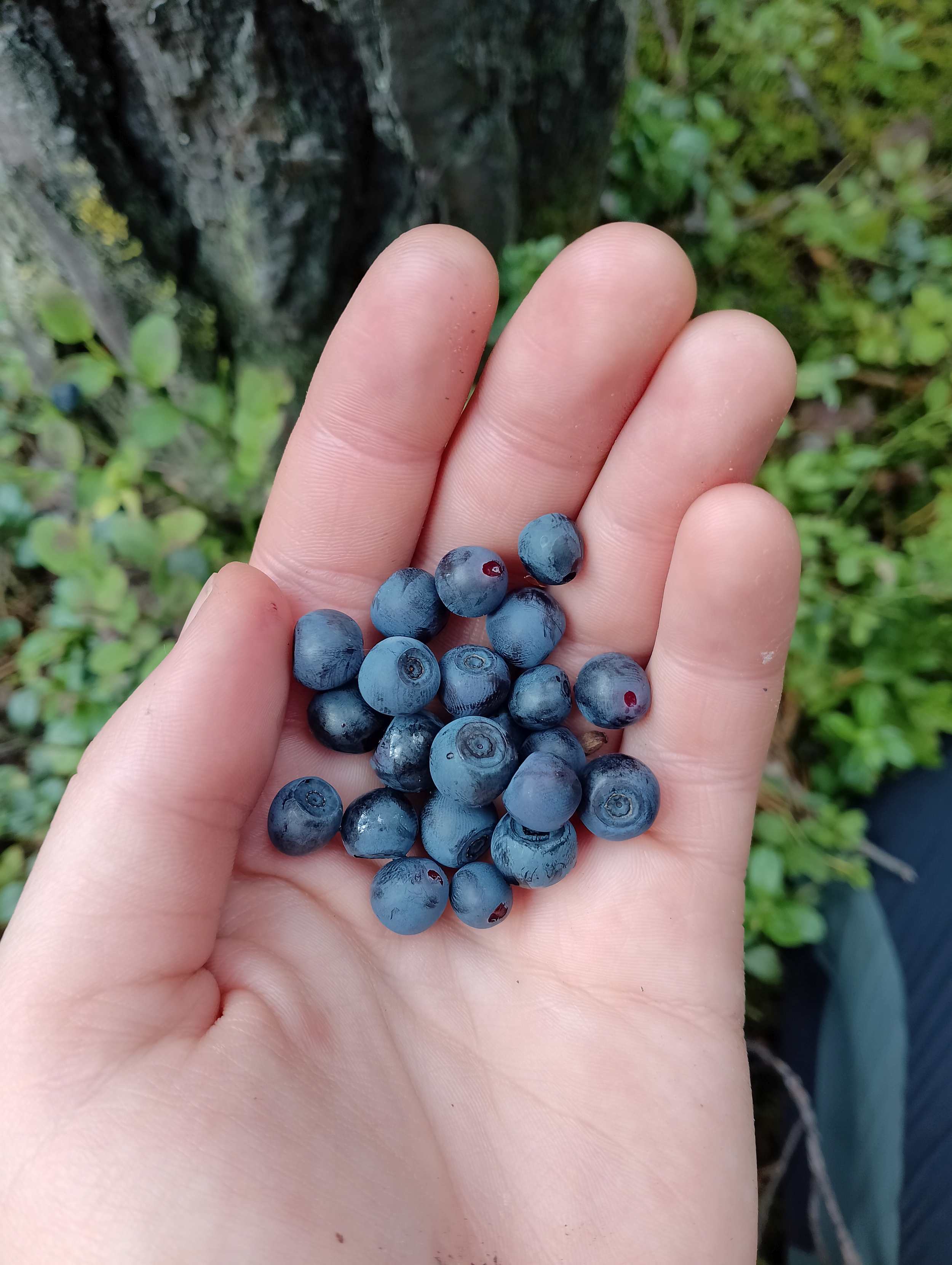 Зов Севера. Летняя стоянка. Коллекция Приключений – туристический лагерь, Костромская обл., Судиславский р-н. Путевки в детский лагерь на 2026 год, фото программы 2