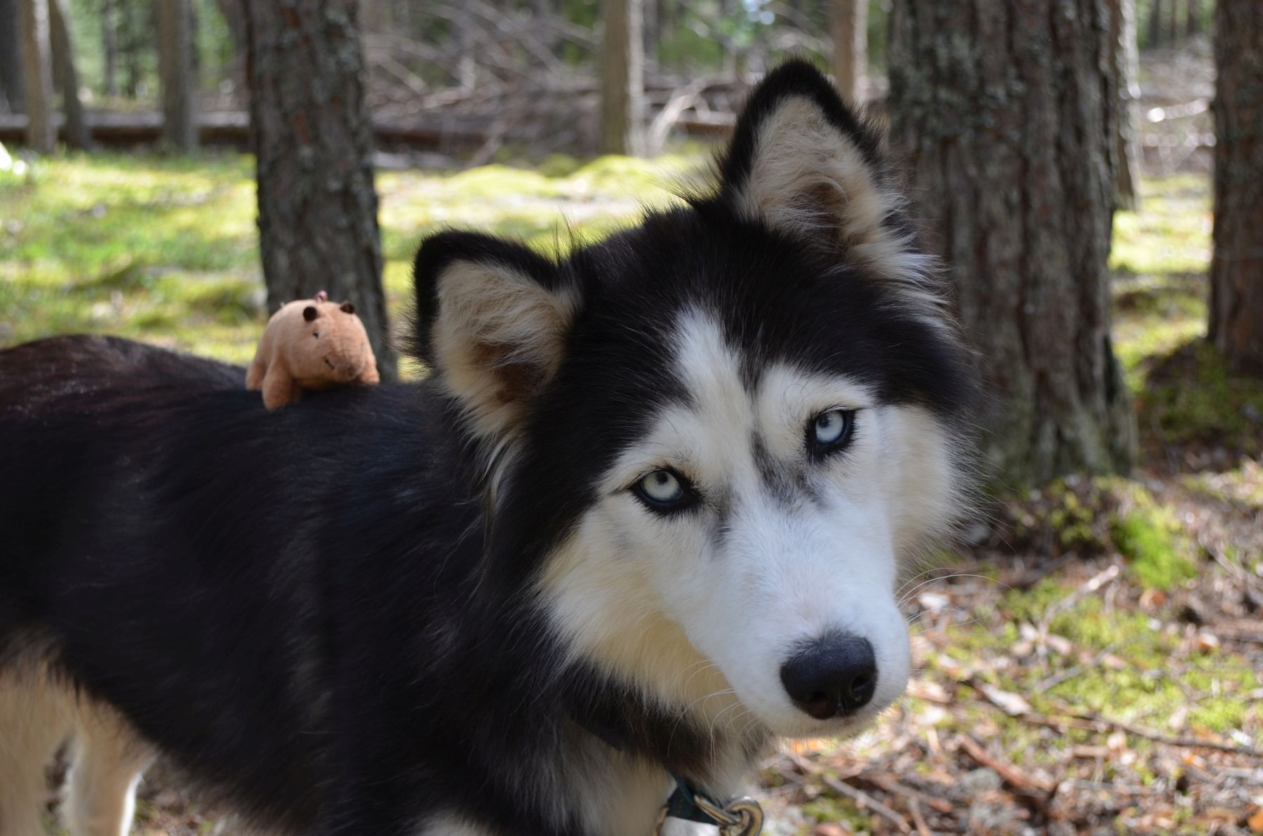 «Зов Севера. Коллекция Приключений», Костромская обл., Нейский р-н – 3.