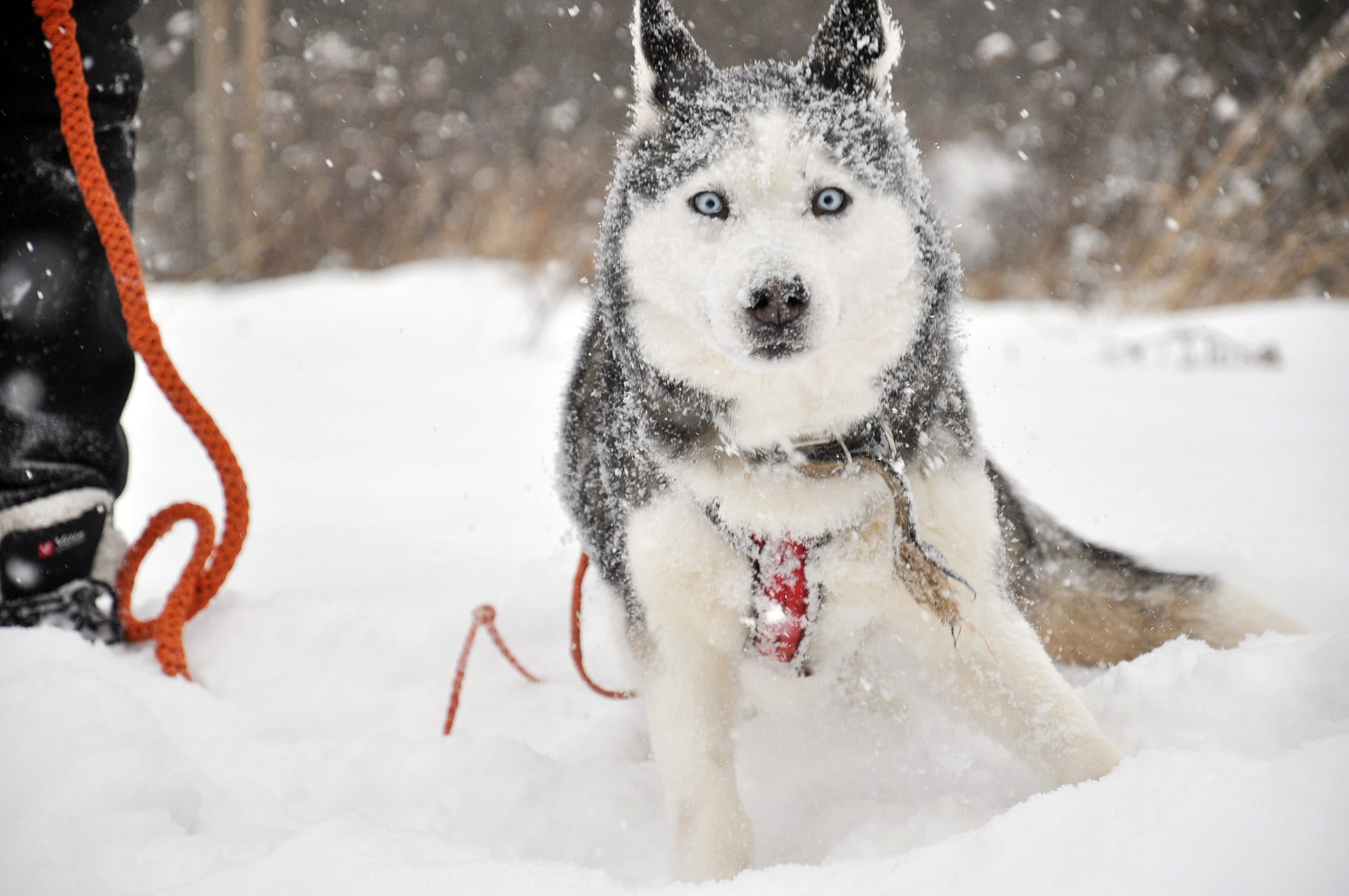Зов Севера. Коллекция Приключений – туристический лагерь, Костромская обл., Нейский р-н. Путевки в детский лагерь на 2026 год, фото 8